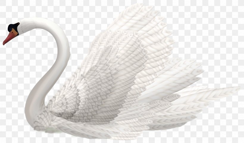 Mute Swan Pelican White Swan Water Bird, PNG, 3373x1971px, Mute Swan, Anatidae, Beak, Bird, Cygnini Download Free