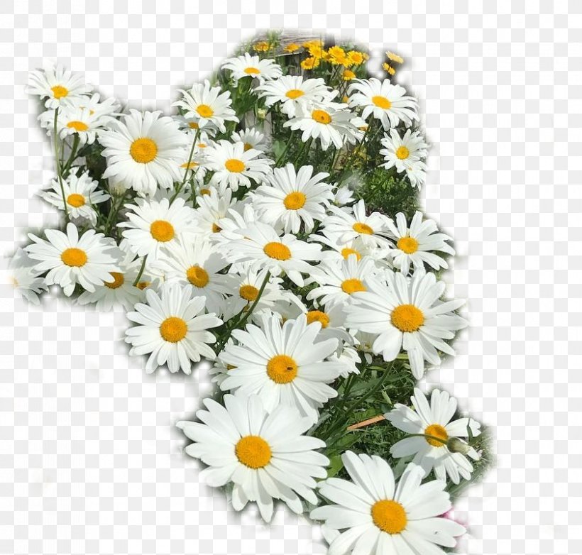 Oxeye Daisy Cut Flowers Chrysanthemum Floral Design, PNG, 841x803px, Oxeye Daisy, Annual Plant, Aster, Chamaemelum Nobile, Chamomiles Download Free