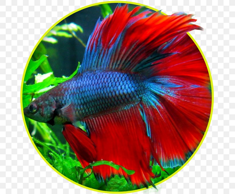 Siamese Fighting Fish Goldfish Aquarium Pet, PNG, 679x679px, Siamese Fighting Fish, Aquarium, Bubble Nest, Fin, Fish Download Free