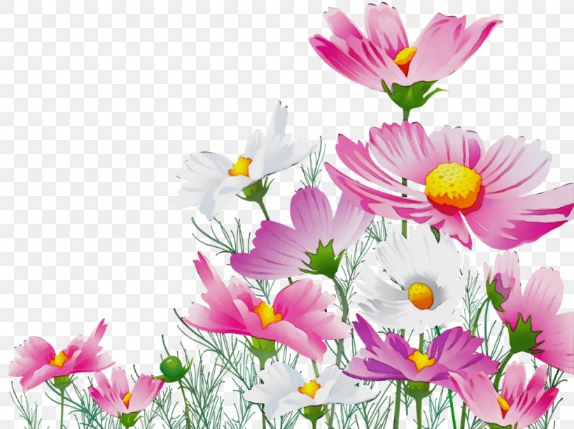 Background Family Day, PNG, 1024x766px, Watercolor, Annual Plant, Blossom, Chrysanthemum, Cosmos Download Free