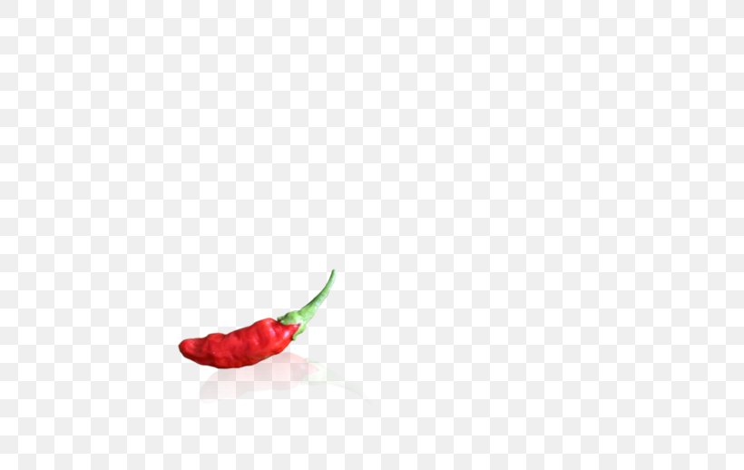 Chili Pepper Body Jewellery Close-up, PNG, 700x518px, Chili Pepper, Bell Peppers And Chili Peppers, Body Jewellery, Body Jewelry, Close Up Download Free