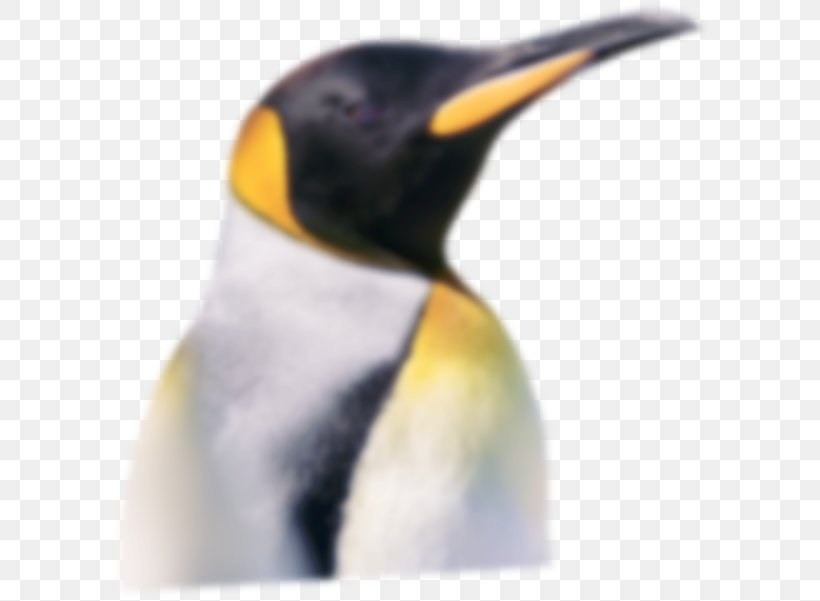 King Penguin Neck Beak, PNG, 599x601px, King Penguin, Beak, Bird, Flightless Bird, Neck Download Free