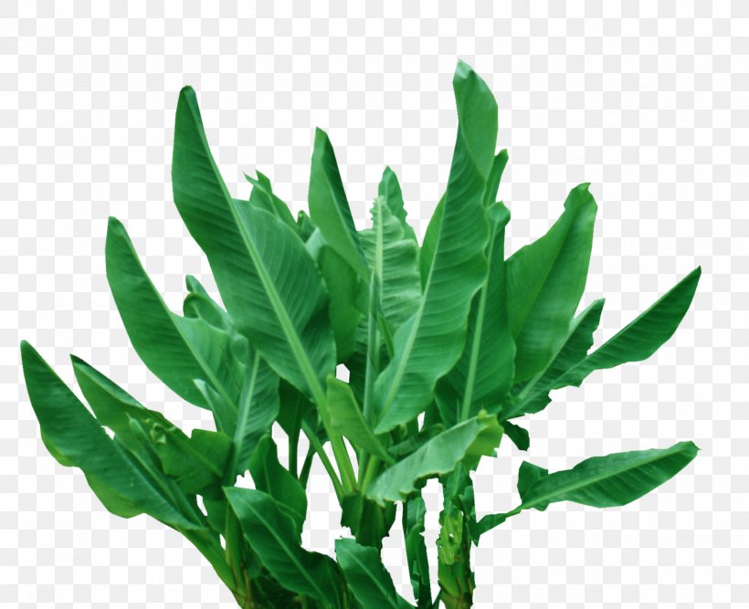 Plant Leaf Musa Basjoo Tropics Banana, PNG, 1772x1442px, Plant, Baidu, Banana, Flower, Green Download Free