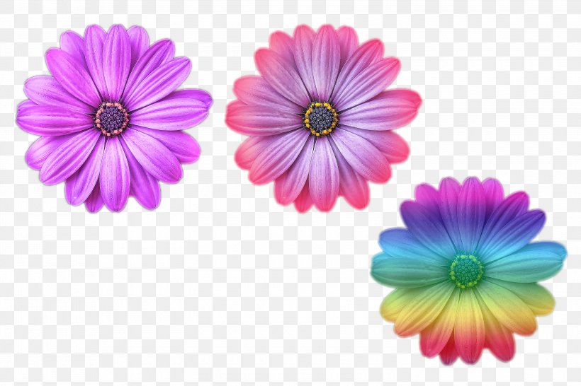 Image Vector Graphics Color, PNG, 3000x2000px, Color, Artificial Flower, Barberton Daisy, Daisy, Daisy Family Download Free
