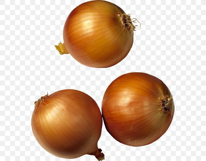 Potato Onion Vegetable Red Onion Clip Art, PNG, 571x640px, Potato Onion, Food, Garlic, Image Resolution, Ingredient Download Free