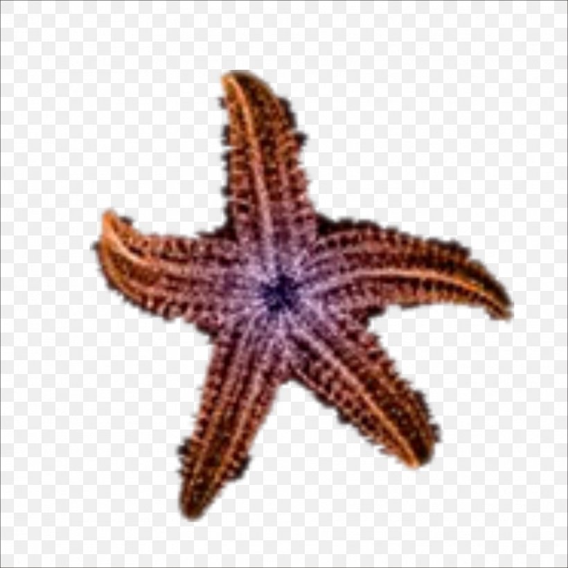 Starfish Beach Sea Sand, PNG, 1773x1773px, Starfish, Beach, Echinoderm, Gratis, Invertebrate Download Free