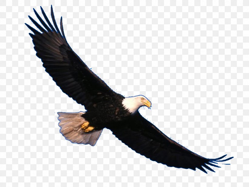 Bald Eagle Bird White-tailed Eagle, PNG, 1024x768px, Bald Eagle, Accipitriformes, Animal, Beak, Bird Download Free