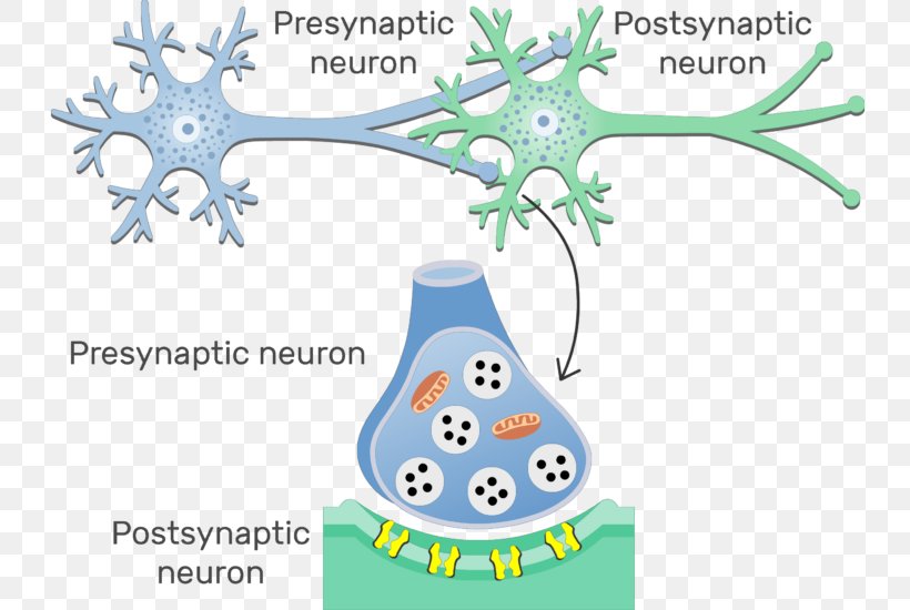 Electrical Synapse Neuron Chemical Synapse Gap Junction, PNG, 739x550px, Synapse, Anatomy, Area, Axon, Branch Download Free