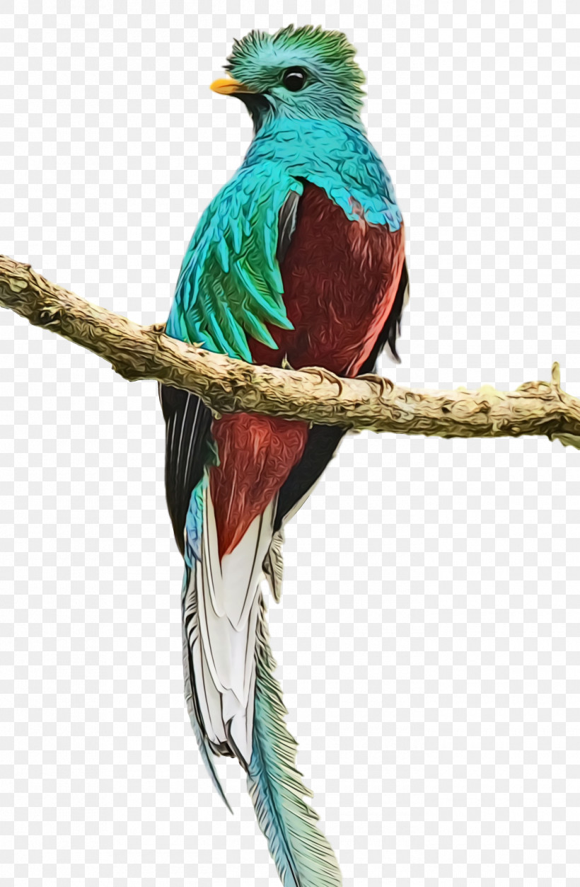 Feather, PNG, 1400x2140px, Bird, Beak, Feather, Macaw, Paint Download Free