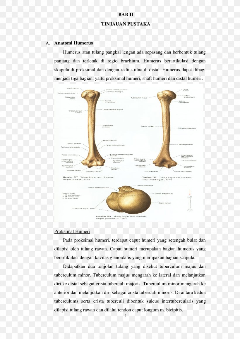 Humerus Bone Fracture Joint Anatomy, PNG, 1653x2339px, Humerus, Anatomy, Arm, Blood, Blood Vessel Download Free