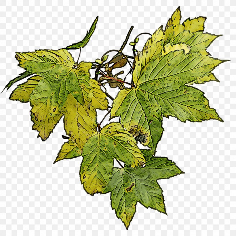 Maple Leaf, PNG, 1024x1024px, Leaf, Black Maple, Flower, Flowering Plant, Maple Leaf Download Free