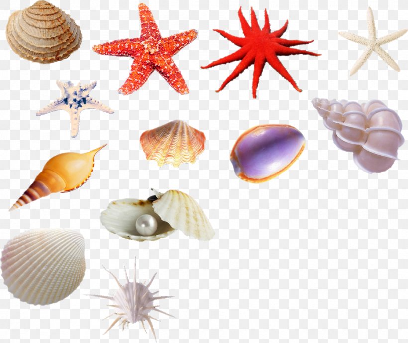 Seashell Sea Snail Euclidean Vector Shellfish, PNG, 932x783px, Seashell, Beach, Conchology, Mantle, Mollusc Shell Download Free