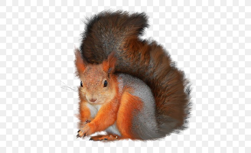 Tree Squirrels Clip Art, PNG, 500x500px, Tree Squirrels, Digital Image, Fauna, Fox Squirrel, Fur Download Free