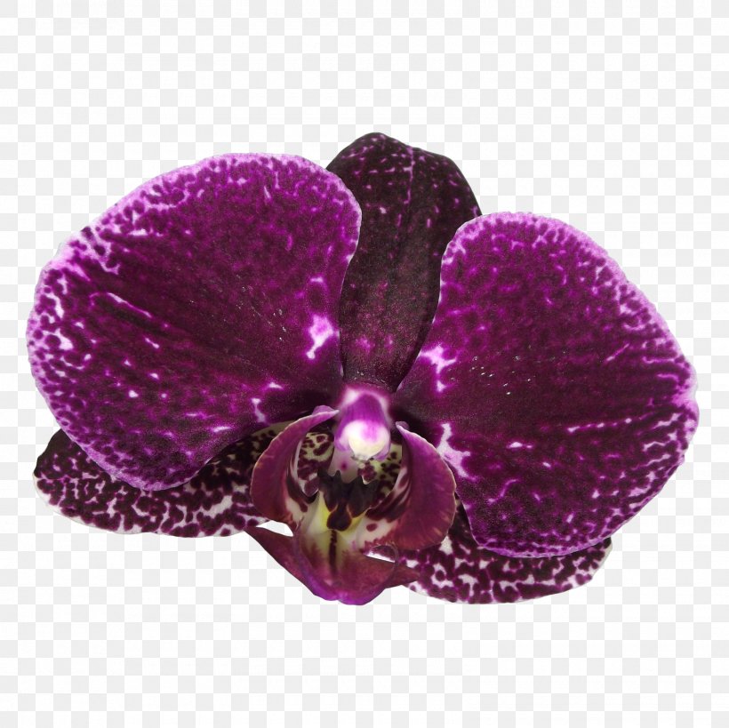 Violet Lilac DeviantArt Magenta Purple, PNG, 1600x1600px, Violet, Deviantart, Flower, Flowering Plant, Lilac Download Free