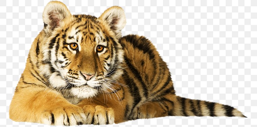 Cat Bird Siberian Tiger Lion Bengal Tiger, PNG, 767x407px, Cat, Animal, Bengal Tiger, Big Cat, Big Cats Download Free