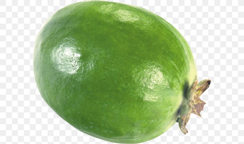 Feijoa Berry, PNG, 600x487px, Feijoa, Berry, Citron, Citrus, Cranberry Download Free