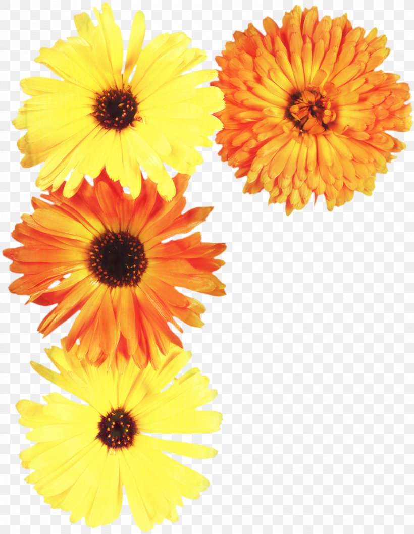 Floral Flower Background, PNG, 930x1200px, Marigold, Annual Plant, Artificial Flower, Barberton Daisy, Calendula Download Free
