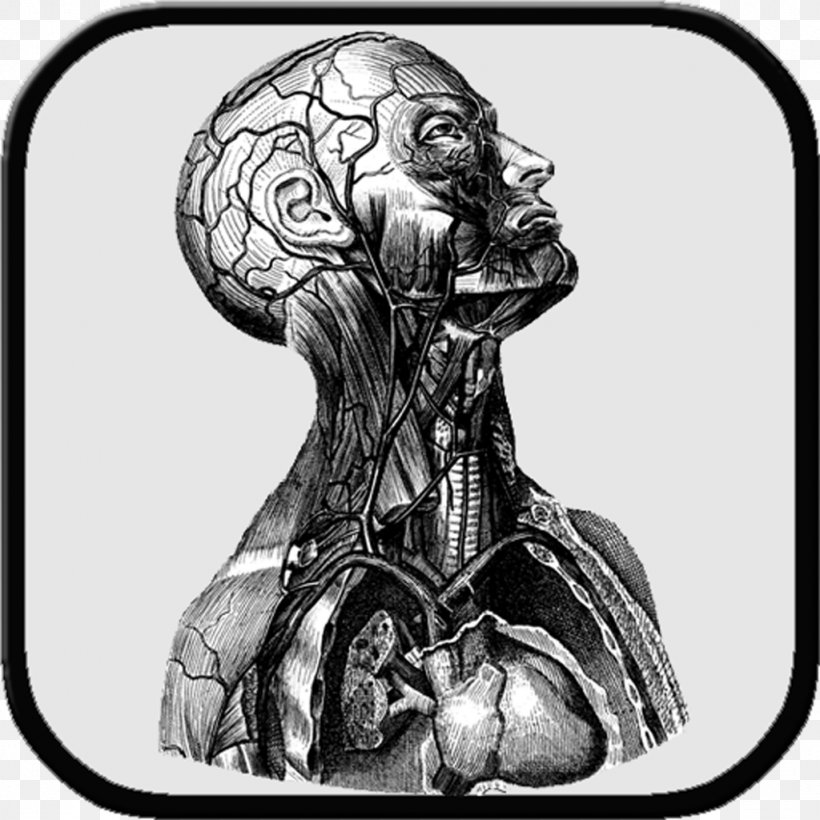 Human Anatomy Human Body Human Head Clip Art, PNG, 1024x1024px, Watercolor, Cartoon, Flower, Frame, Heart Download Free