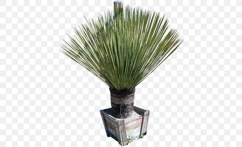 Sotol Dasylirion Wheeleri Dasylirion Longissimum Dasylirion Acrotrichum Furcraea, PNG, 500x500px, Sotol, Agavoideae, Arecales, Asparagaceae, Cactaceae Download Free