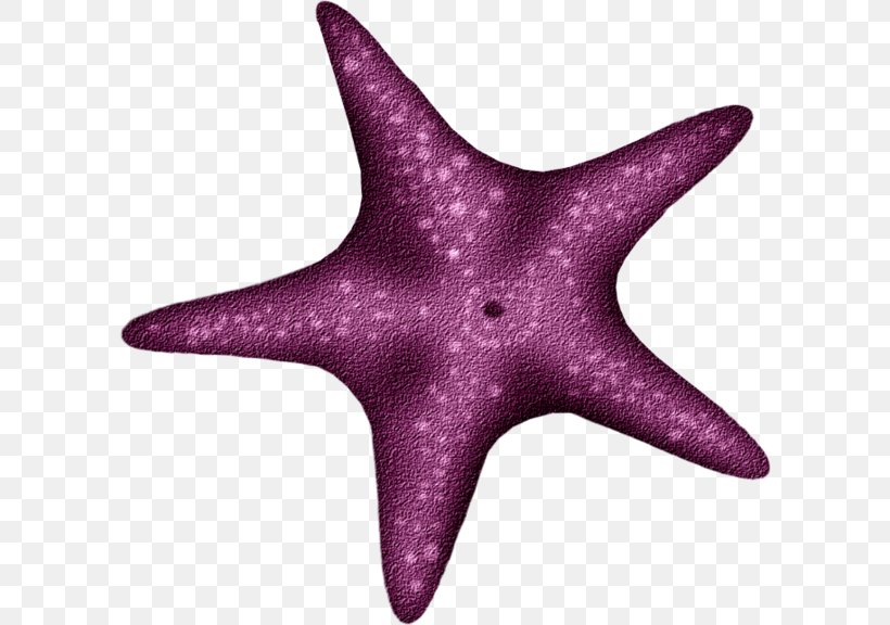Starfish Echinoderm, PNG, 600x576px, Starfish, Biology, Blog, Christmas, Echinoderm Download Free