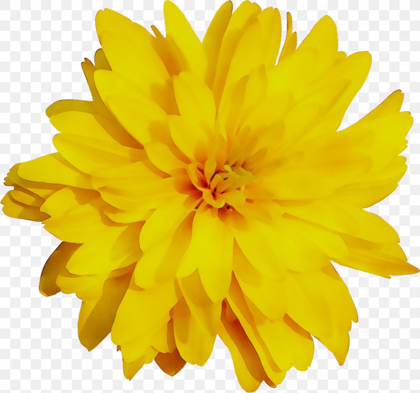 Yellow Chrysanthemum English Marigold, PNG, 1437x1344px, Yellow, Chrysanthemum, Chrysanths, Cut Flowers, Daisy Family Download Free