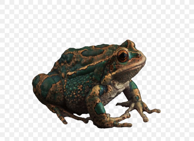 Argentine Horned Frog DeviantArt, PNG, 1024x746px, Frog, Amphibian, Animal, Argentine Horned Frog, Bullfrog Download Free