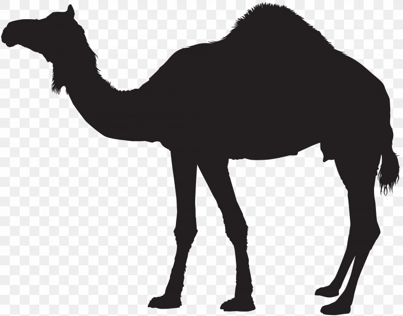 Dromedary Bactrian Camel Silhouette Clip Art, PNG, 8000x6279px, Dromedary, Arabian Camel, Bactrian Camel, Black And White, Camel Download Free