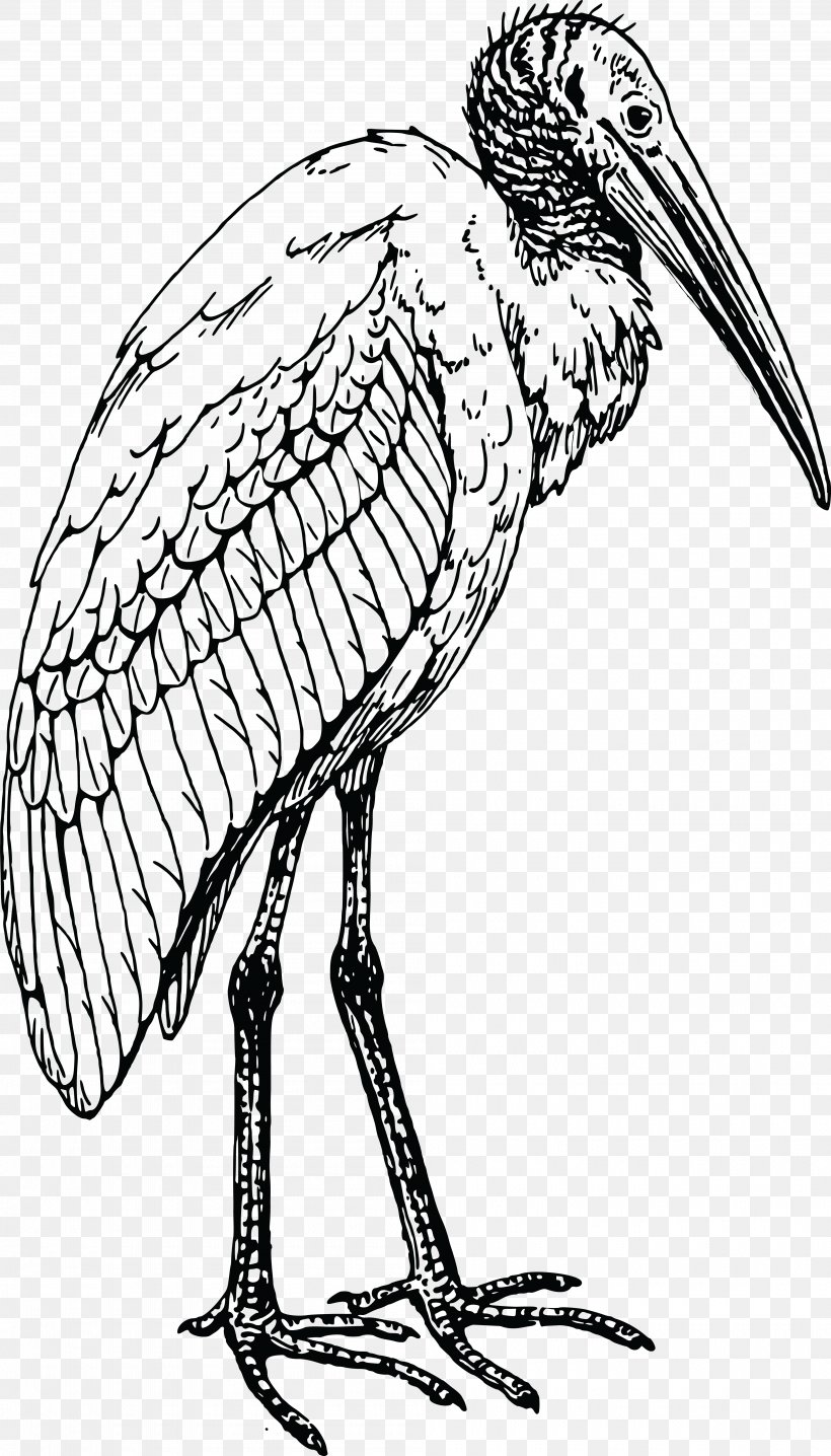 Glossy Ibis Bird Drawing, PNG, 4000x7005px, Ibis, American White Ibis, Artwork, Beak, Bird Download Free