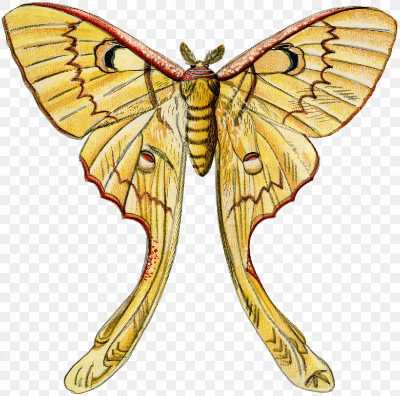 Monarch Butterfly Pieridae Silkworm Brush-footed Butterflies, PNG, 2400x2378px, Monarch Butterfly, Art, Arthropod, Bombycidae, Brush Footed Butterfly Download Free
