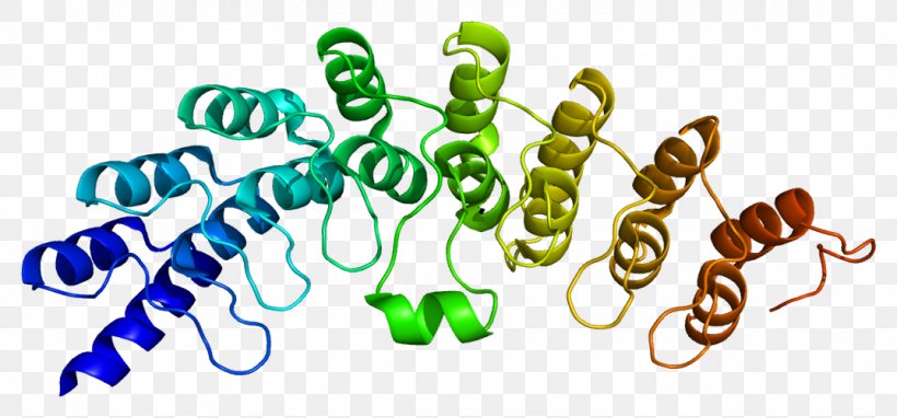 Ribonuclease L Enzyme 2'-5'-oligoadenylate Synthase Interferon, PNG, 1074x501px, Ribonuclease, Cell, Dna, Endoribonuclease, Enzyme Download Free