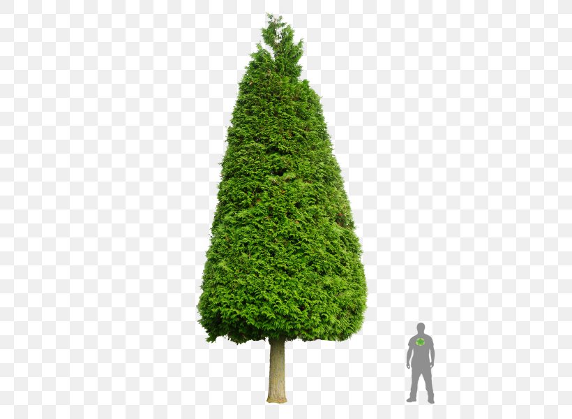Spruce Pine Fir Western Redcedar Cupressus, PNG, 450x600px, Spruce, Arborvitae, Biome, Cedar, Christmas Decoration Download Free