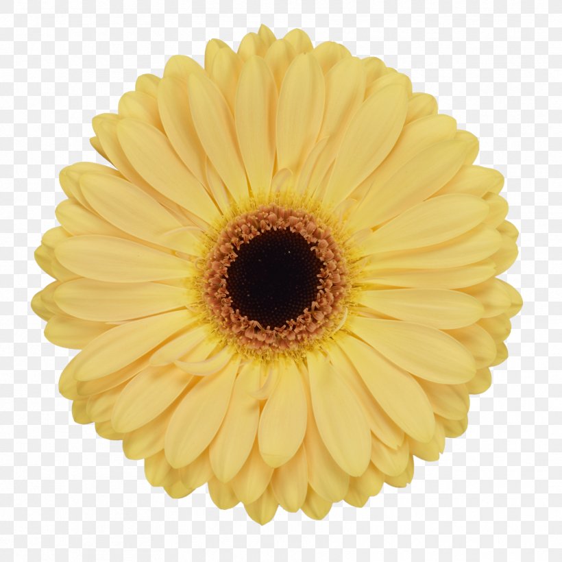 Transvaal Daisy Common Sunflower Glass Yellow Cream, PNG, 1772x1772px, Transvaal Daisy, Bowl, Color, Common Sunflower, Cream Download Free