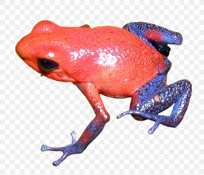 True Frog Poison Dart Frog Toad Tree Frog, PNG, 827x710px, True Frog, Amphibian, Animal, Animal Figure, Drawing Download Free