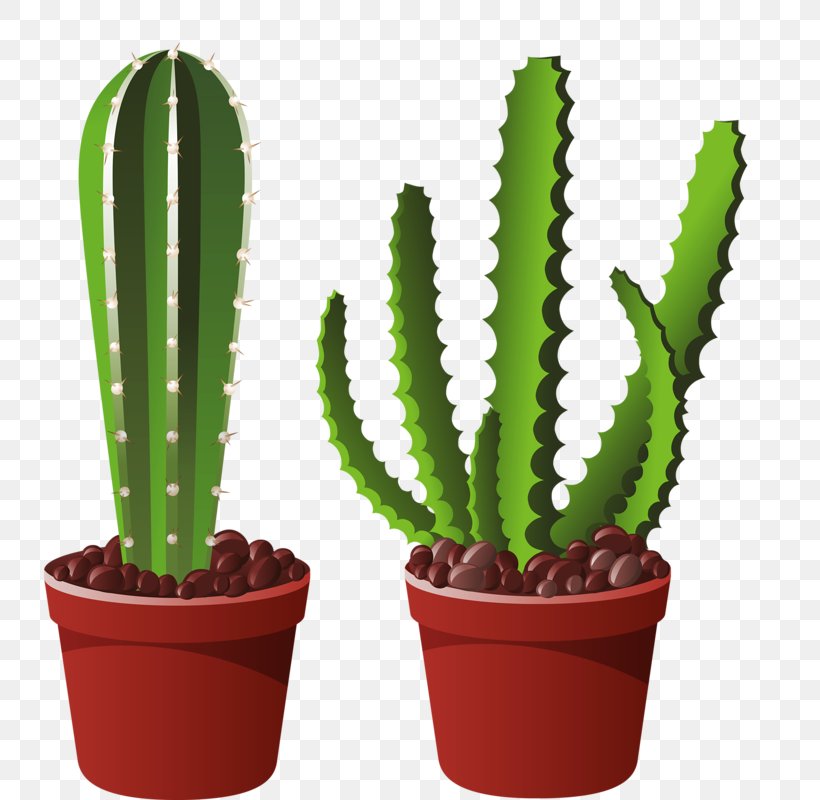 Cactaceae Succulent Plant Triangle Cactus San Pedro Cactus, PNG, 760x800px, Cactaceae, Acanthocereus, Acanthocereus Tetragonus, Cactus, Caryophyllales Download Free