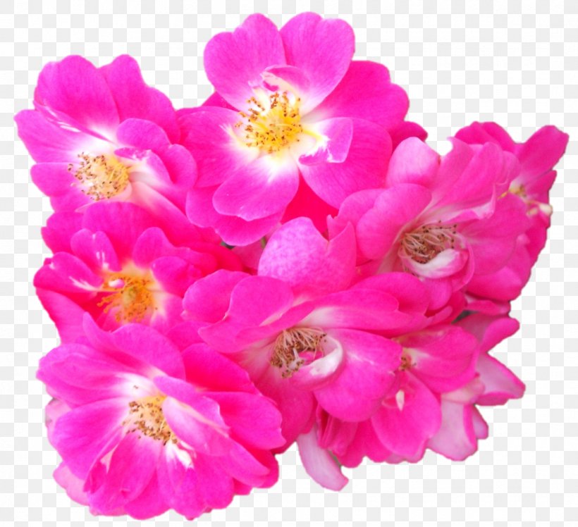 Floribunda Garden Roses Pink M Cut Flowers Petal, PNG, 1072x978px, Floribunda, Annual Plant, Blossom, Cut Flowers, Family Download Free