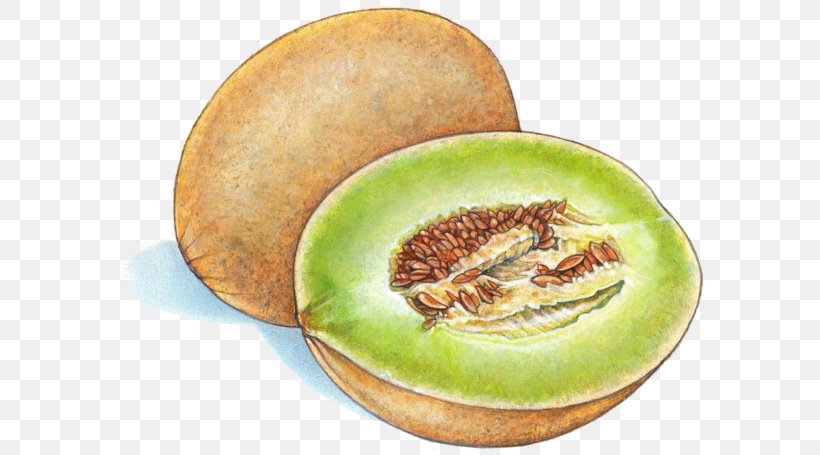 Honeydew Canary Melon Cantaloupe Illustration, PNG, 600x455px, Honeydew, Canary Melon, Cantaloupe, Cucumber Gourd And Melon Family, Dish Download Free