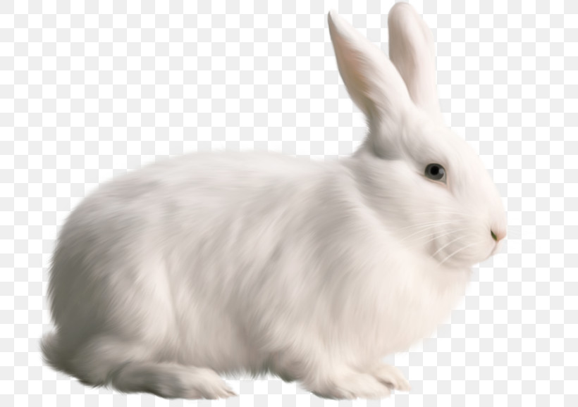 Rabbit Rabbits And Hares White Hare Snowshoe Hare, PNG, 720x578px, Rabbit, Animal Figure, Arctic Hare, Ear, Hare Download Free