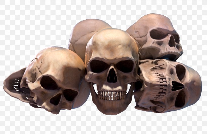 Skull, PNG, 1428x928px, Skull, Bone, Jaw, Snout Download Free