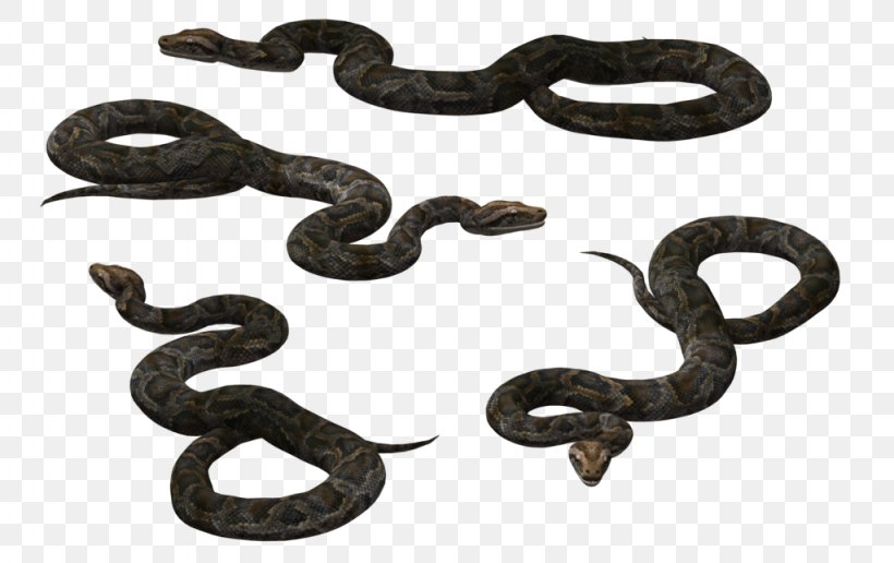 Black Rat Snake Vipers Reptile, PNG, 1024x645px, Snake, Atheris Squamigera, Black Mamba, Black Rat Snake, Boa Constrictor Download Free