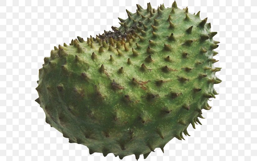 Durian Soursop Annona Cancer Cure, PNG, 600x516px, Durian, Annona, Barbary Fig, Biome, Blueberry Download Free