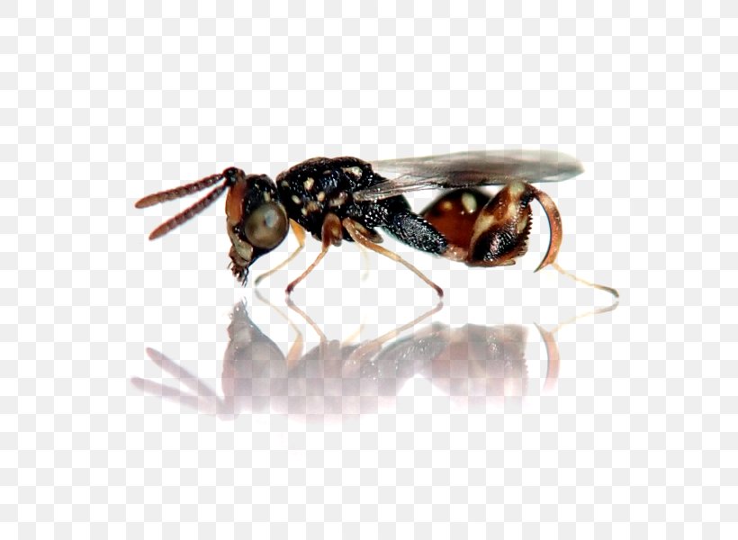Hornet Hyperparasite Insect Virginia Commonwealth University Wasp, PNG, 600x600px, Hornet, Arthropod, Bee, Behavior, Biology Download Free
