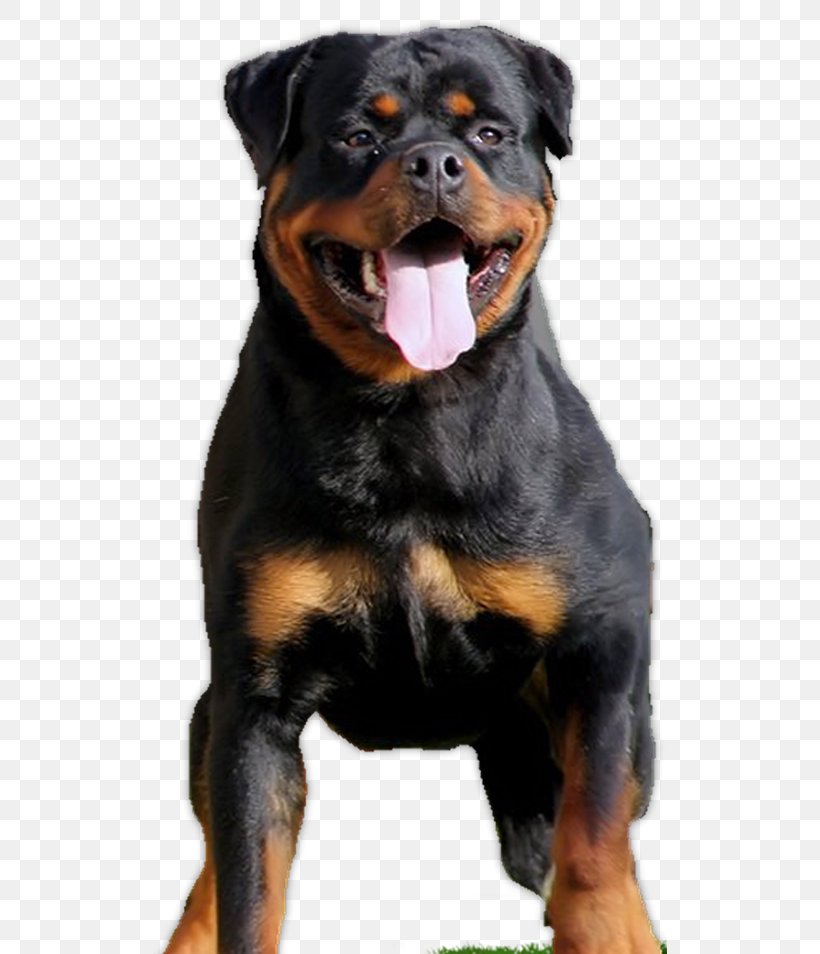 Rottweiler Dog Breed Puppy Beauceron Companion Dog, PNG, 514x954px, Rottweiler, American Kennel Club, Beauceron, Border Collie, Breed Download Free