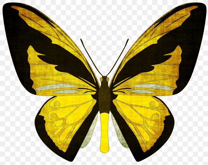 Swallowtail Butterfly Birdwing Ornithoptera Priamus, PNG, 1500x1196px, Butterfly, Art, Arthropod, Birdwing, Black Swallowtail Download Free