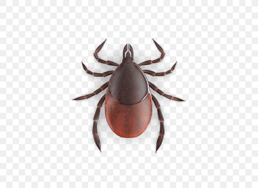 Bed Bug Bite Tick Vector, PNG, 425x600px, Bed Bug, Arthropod, Bat Bug, Bed, Bed Bug Bite Download Free