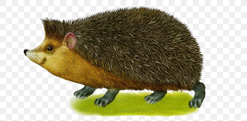 Common Opossum Domesticated Hedgehog Animal Computer Mouse, PNG, 689x404px, Common Opossum, Animal, Carnivora, Carnivoran, Coloring Book Download Free