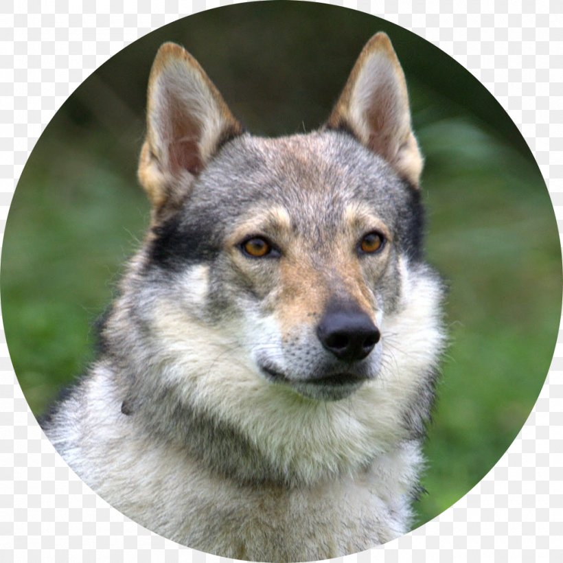 Czechoslovakian Wolfdog Tamaskan Dog Saarloos Wolfdog East Siberian Laika Northern Inuit Dog, PNG, 1000x1000px, Czechoslovakian Wolfdog, Alaskan Klee Kai, Canaan Dog, Canadian Eskimo Dog, Canis Lupus Tundrarum Download Free