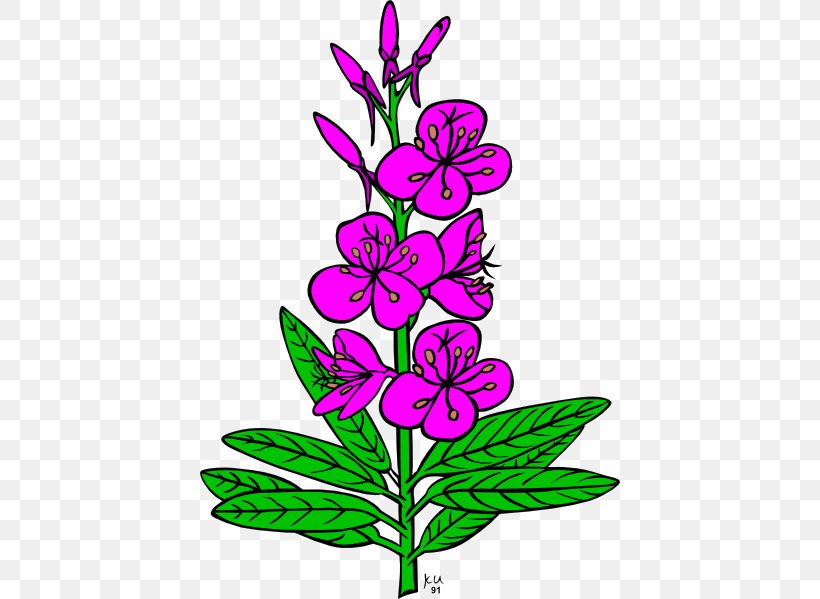 Drawing Fireweed Clip Art, PNG, 420x599px, Drawing, Art, Artwork, Cut Flowers, Fireweed Download Free