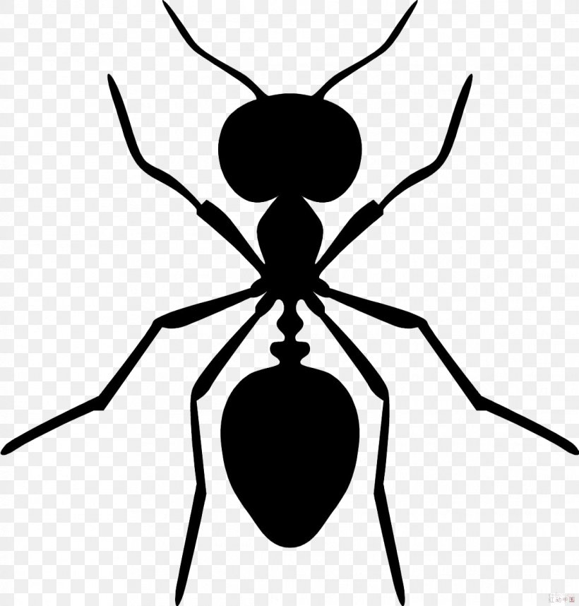 Everybody Sees The Ants Black Carpenter Ant Black Garden Ant Pest