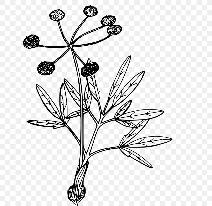 Plant Drawing Lomatium Cous Coloring Book, PNG, 641x800px, Plant, Black And White, Branch, Color, Coloring Book Download Free