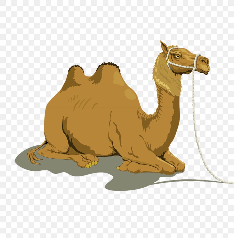 Bactrian Camel Dromedary Free Content Clip Art, PNG, 1024x1045px, Bactrian Camel, Arabian Camel, Camel, Camel Like Mammal, Carnivoran Download Free